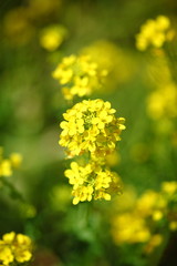 Spring in Boso Peninsula, Japan 