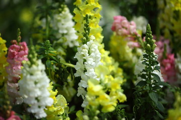 Spring in Boso Peninsula, Japan 