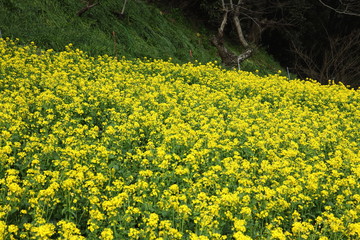 Spring in Boso Peninsula, Japan 