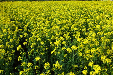 Fototapeta premium Spring in Boso Peninsula, Japan 