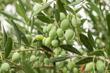 Close up of Olive tree branch with olives on olive trees backround. Olive branch full of fruit and leafs.