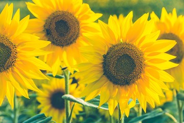 Close up of sunflower plants in the field.