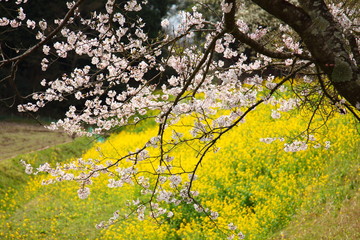 Spring in Boso Peninsula, Japan 