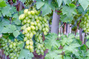 green grapes on the vine with green leaf in garden