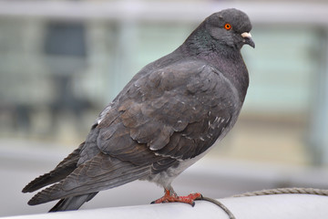 毛づくろい　ハト 