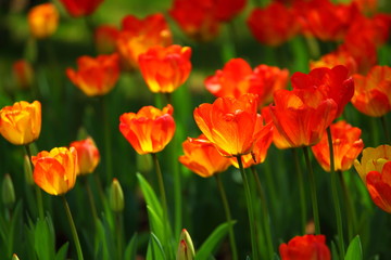 Spring at Showa Memorial Park, Tokyo, Japan