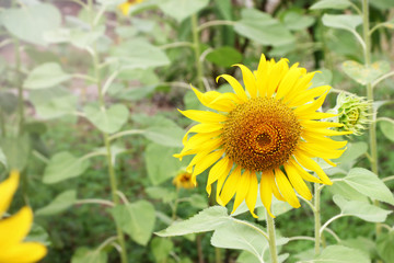 Obraz premium Sunflower garden in Loei Thailand. 