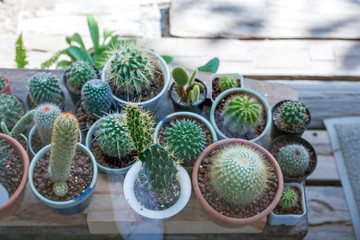 small cactus in flower pot