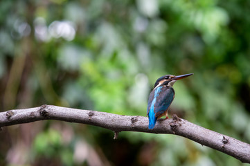 little bird , Common kingfisher