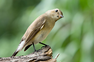 little bird , Red-throated Flycatcher