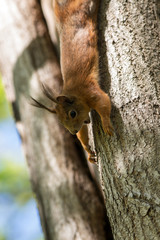 squirrel upside down