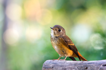 little bird , Ferruginous Flycatcher