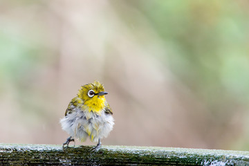 little bird , Oriental white-eye bird