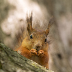 squirrel in the foreground closeup
