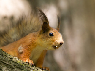 portrait of a curious squirrel