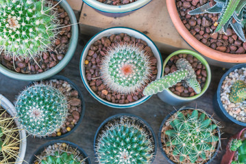 cactus in small pots