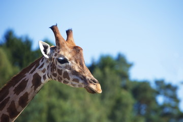 Giraffe - Portrait