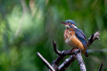 Common kingfisher