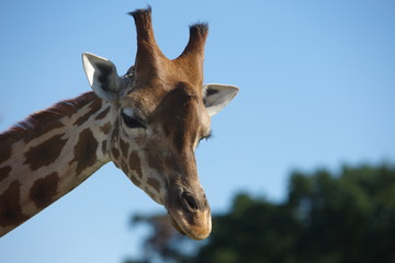 Giraffe