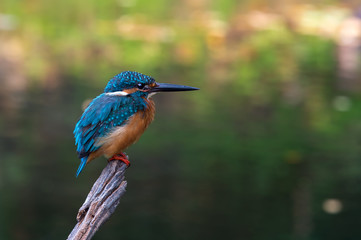 Common kingfisher