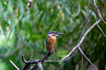 Common kingfisher
