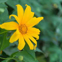 mexican sunflower weed, tithonia diversifolia