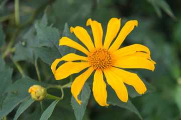 Mexican sunflower weed, tithonia diversifolia