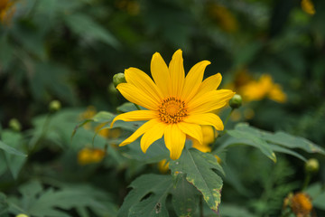 mexican sunflower weed, tithonia diversifolia