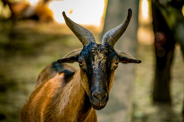 Close up of brown goat
