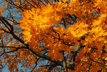 Autumn branches