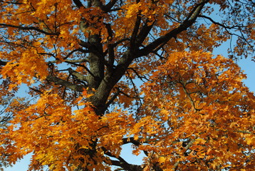 Autumn tree