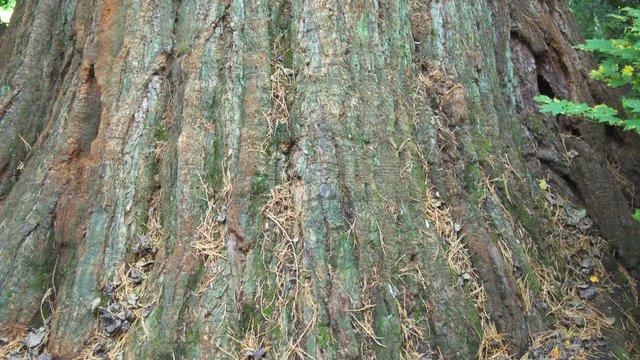 Vertical Pan Shot of the Trunk of Britain's widest conifer tree, giant redwood, in Cluny House Gardens, Scotland