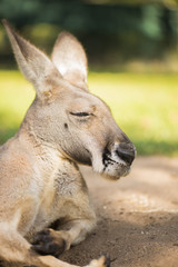 Australian kangaroo outdoors during the day time.