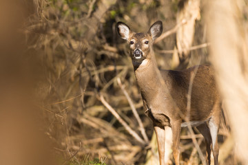 Whitetail doe in the woods sunset