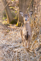 Whitetail doe in the grass