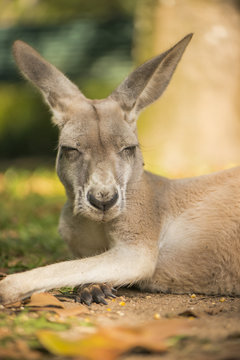Australian kangaroo outdoors during the day time.