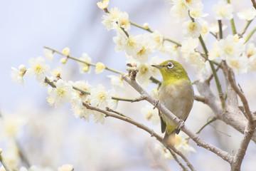 メジロと梅の花