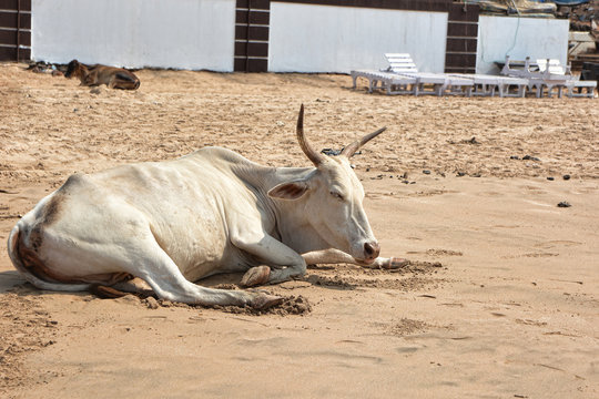 White cow lying on the sand on the beach of Anjuna in North Goa.India