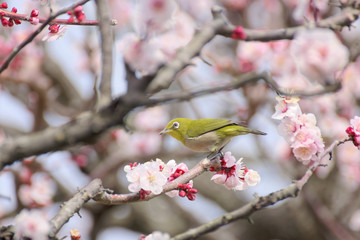 メジロと梅の花