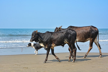 Fototapeta na wymiar Dog and cow are on the Anjuna beach in North Goa.India