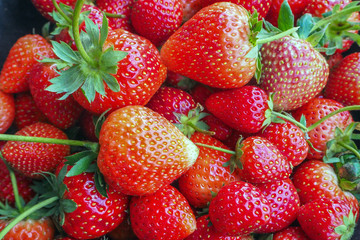 strawberry in growth at garden