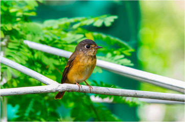  Ferruginous Flycatcher in garden