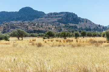 Fototapeta premium Olive trees on the Rhodes island, Greece