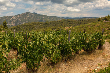 Fototapeta na wymiar Grape vine with berries ripening under the sun in the vineyards of Sithonia Peninsula