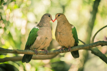 Two colourful doves resting outside on a branch.