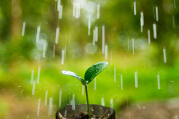 Rainfall on seedlings.
