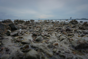 close up stone on coast