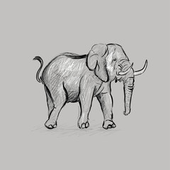 Elephant Sketching Vector Illustration