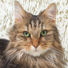 Naklejka premium Norwegian Forest Cat, long-haired cat with green eyes lying on a soft white blanket in winter, head 