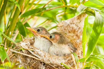 oisillons au nid, Zosterops Borbonicus
